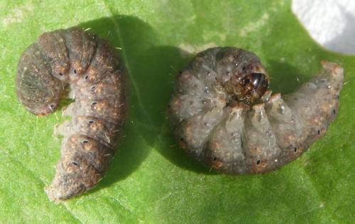 Réf. 305 760 : Caradrina flavirena